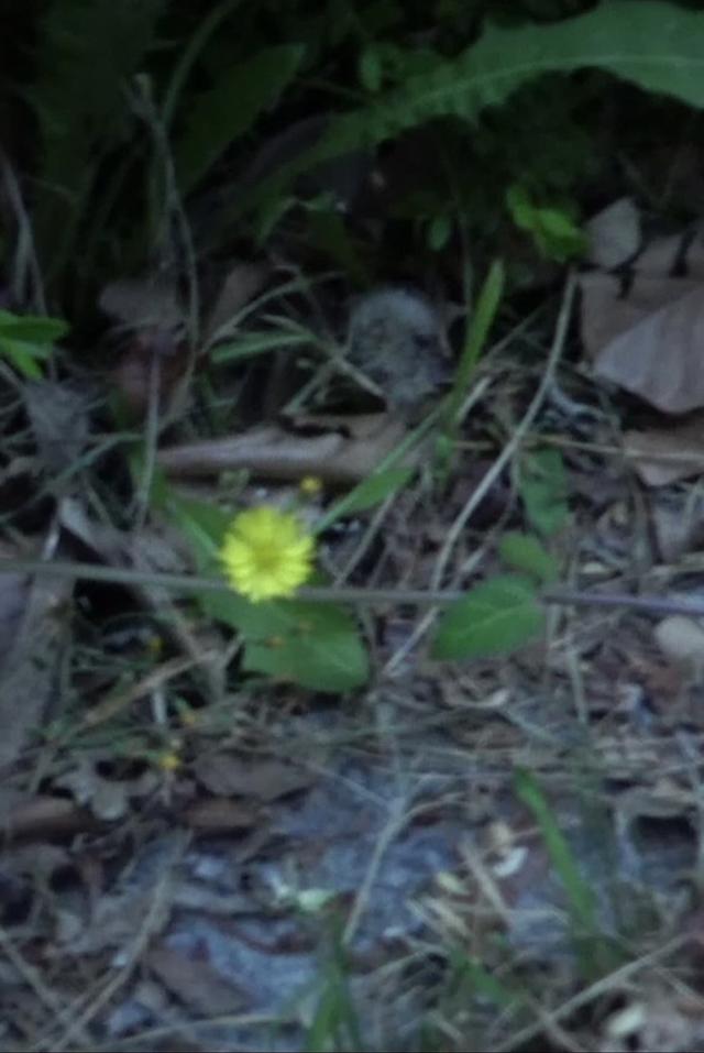 Small Flower