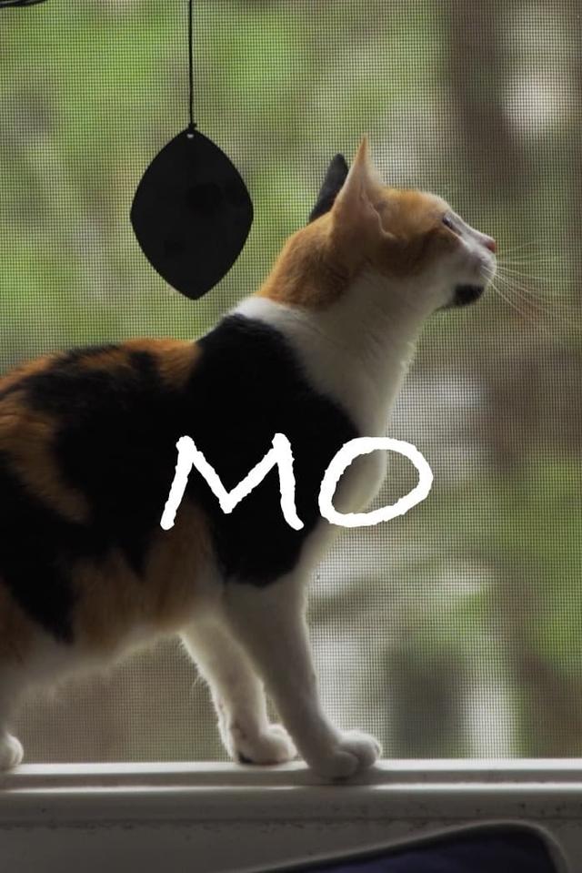 Mo