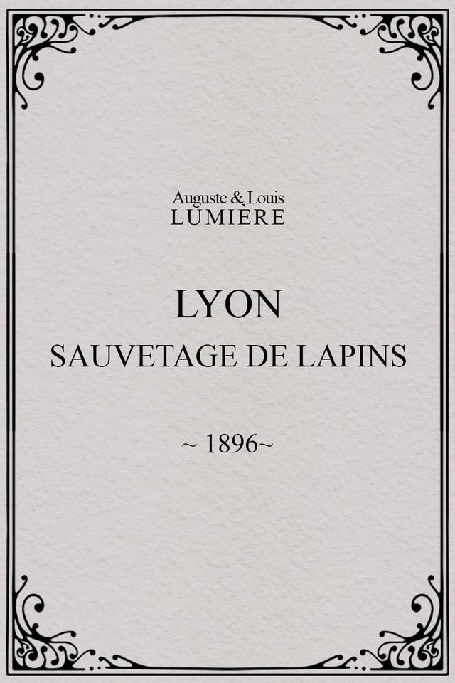 Lyon : sauvetage de lapins