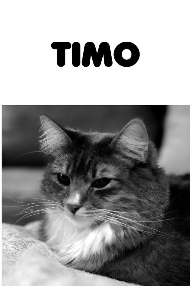 Timo