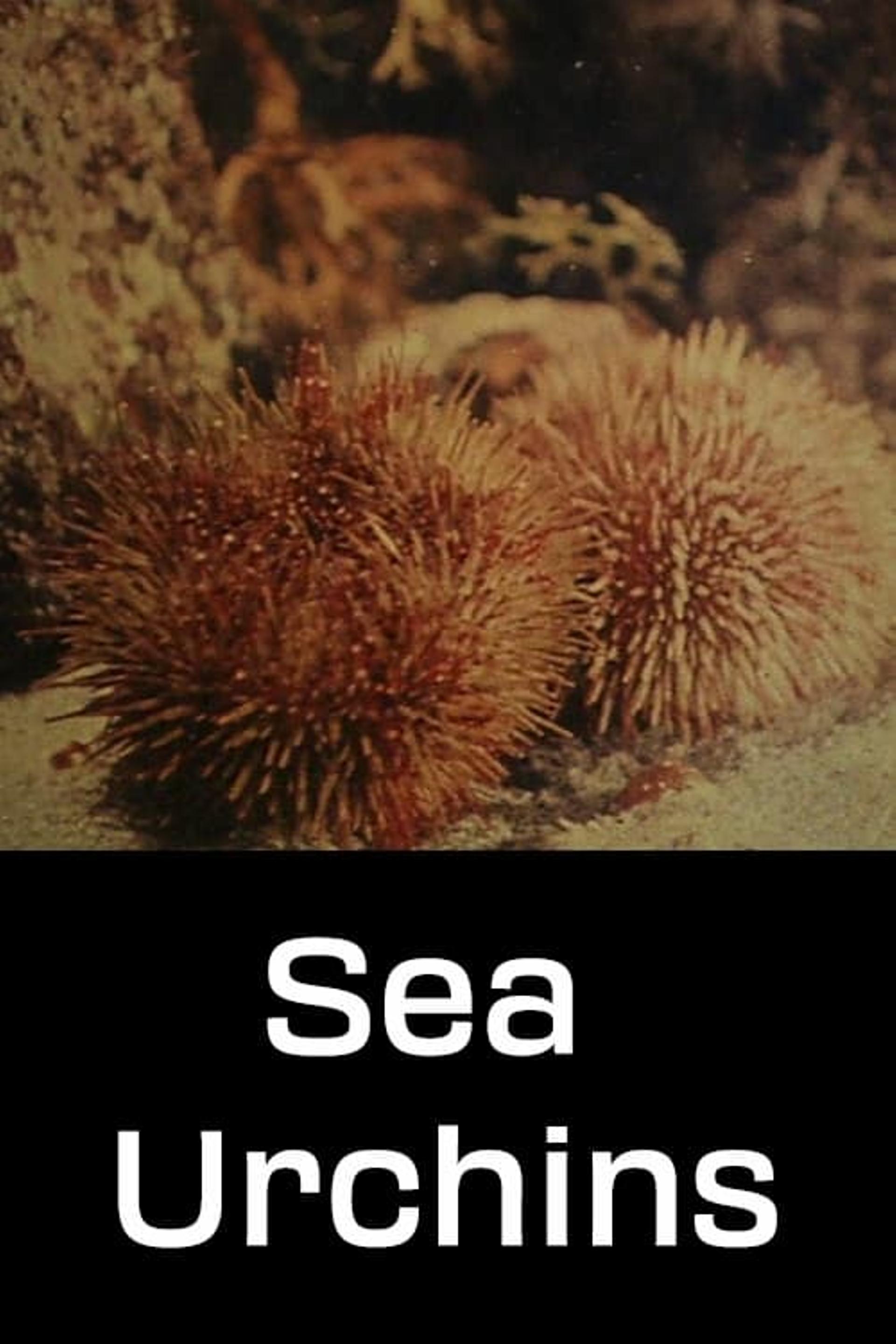 Sea Urchins