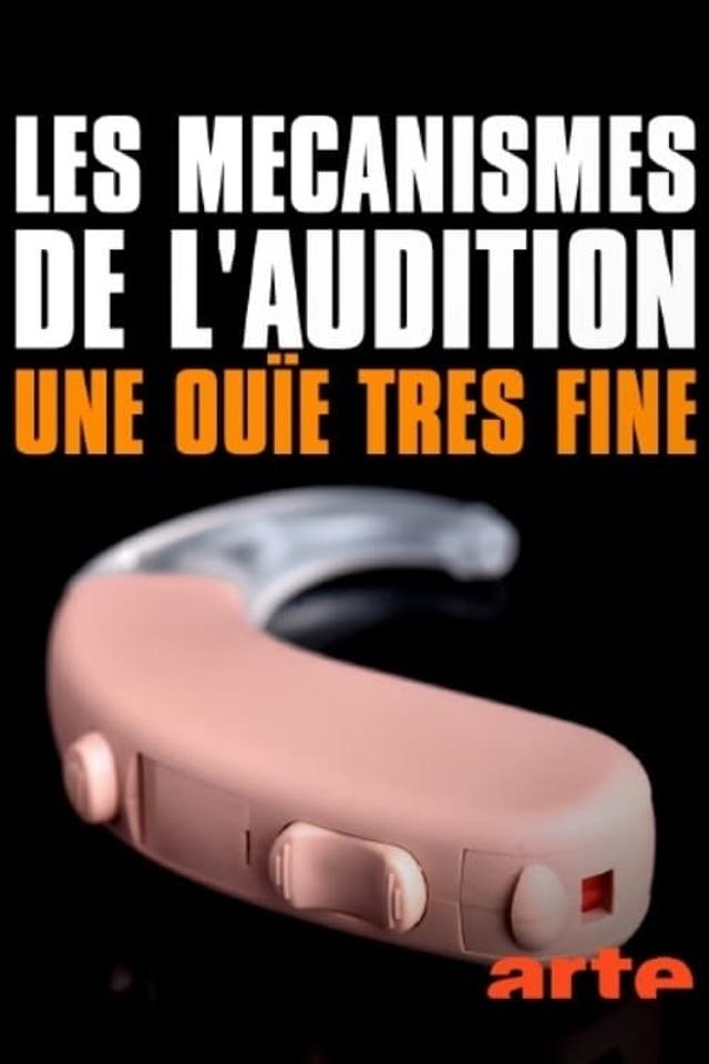 Les mécanismes de l’audition - Une ouïe très fine