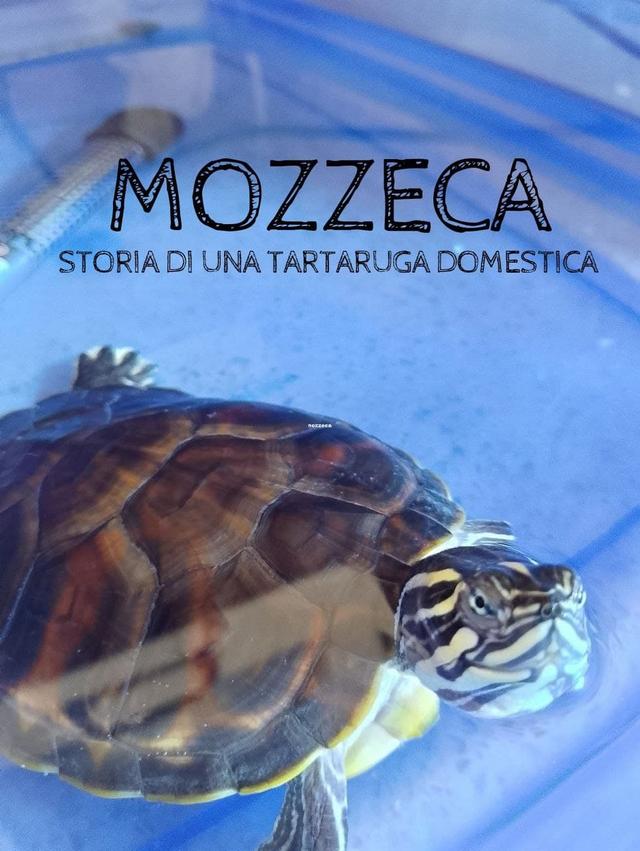 Mozzeca