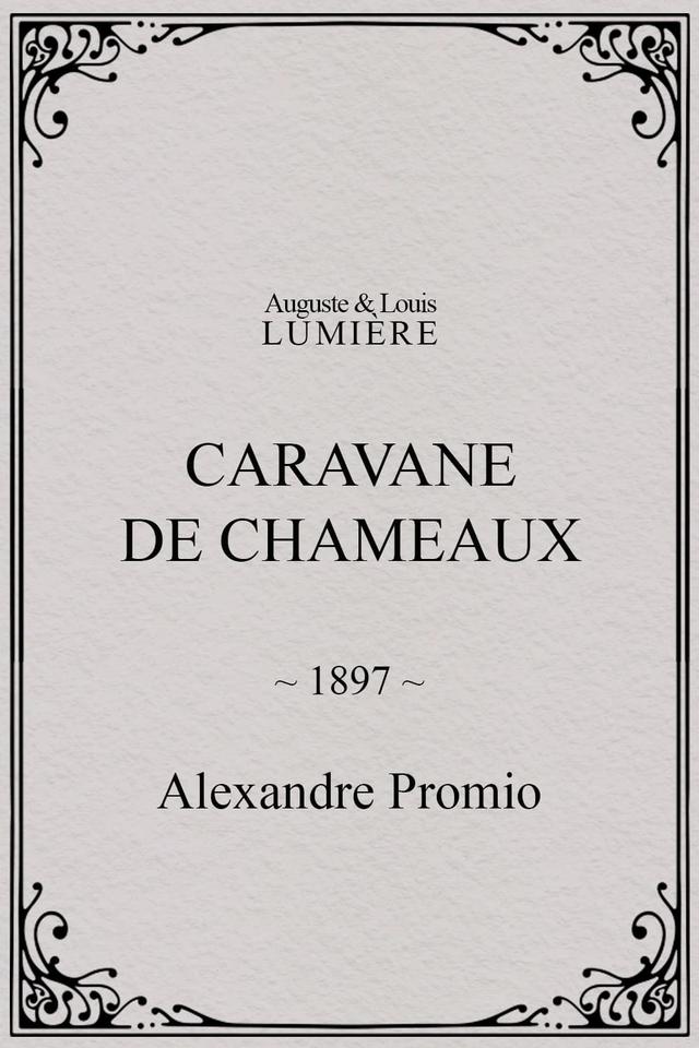 Caravane de chameaux