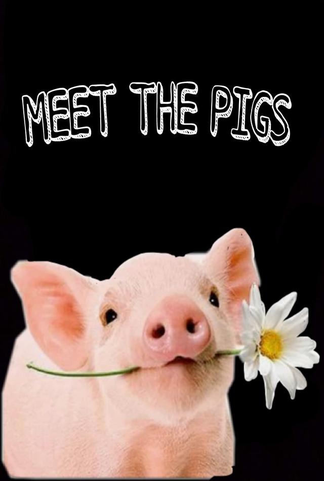 Meet the Pigs