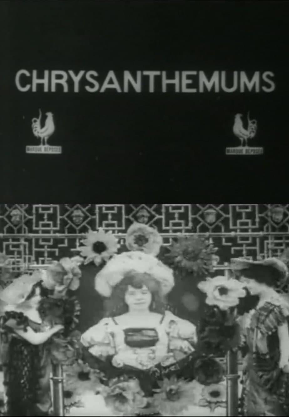 Chrysanthemums