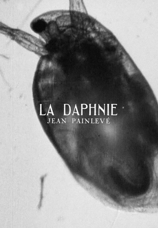 Daphnia